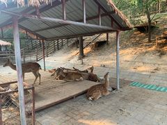 -北京鹿世界主题园