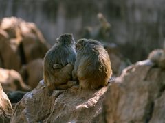 -昆明动物园
