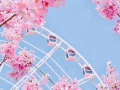 -顾村公园