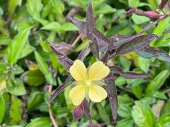 -华侨城湿地公园