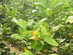 -南通洲际绿博园