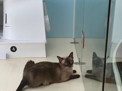 -老吴的猫·猫舍(新区店)