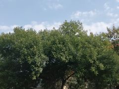 -好利来(槐中店)
