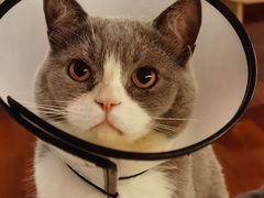 -Catmate·猫肥家润(金润铂宫店)
