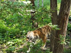 -哈尔滨北方森林动物园