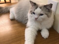 -滚猫咖啡·猫咖·猫友好撸猫(未来城店)