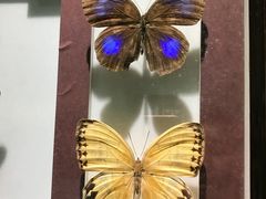 -上海昆虫博物馆