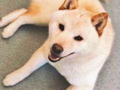 -喜柴咖啡·柴犬狗咖
