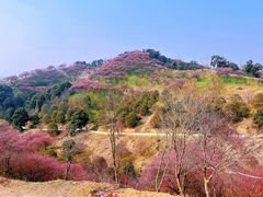 -新建村梅花