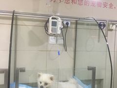 -申普宠物医院·心脏介入·心血管微创(总院)