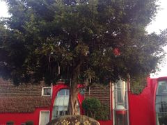 iphone_upload_pic-深圳东部华侨城茵特拉根酒店