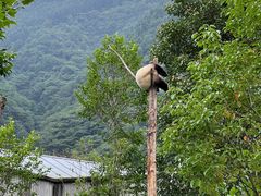 -卧龙中华大熊猫苑神树坪基地