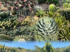 -深圳仙湖植物园
