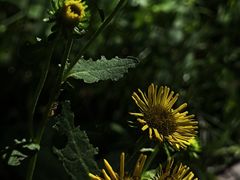 -石家庄市植物园