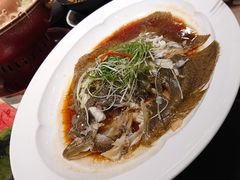 清蒸多宝鱼-新乾隆酒楼(帝景园店)