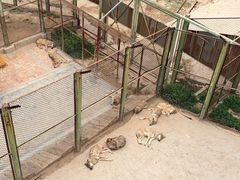-青藏高原野生动物园