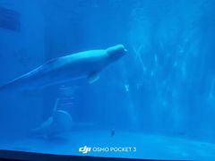 -海合安成都极地海洋公园