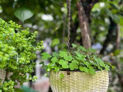 -西湖风景区十里琅珰-五云山