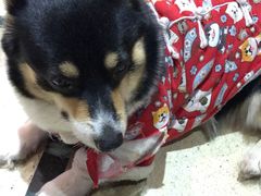 -猫色咖啡·猫咖