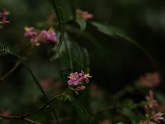 -云南屏边大围山国家公园