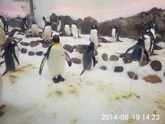 -企鹅岛