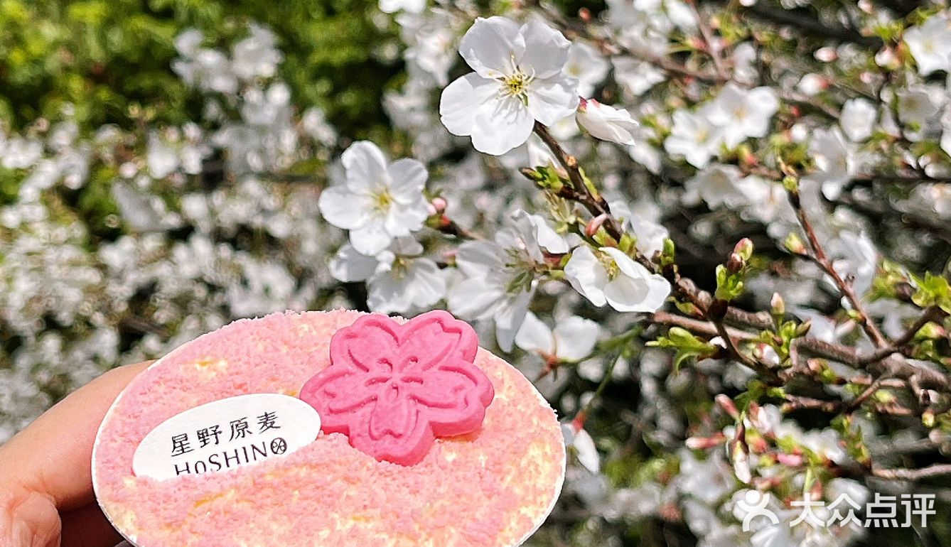 樱花提拉米苏🌸武汉的春日限定粉