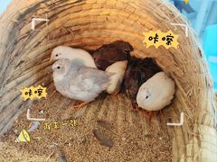 -怪兽屋·羊驼·猫咖·狗咖(俊华广场店)