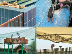 -太阳岛度假酒店