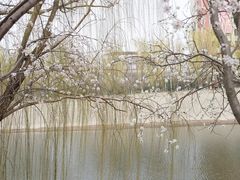 -桃花堤公园