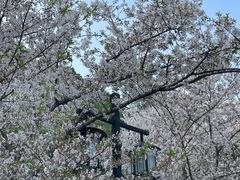 -苏州上方山国家森林公园