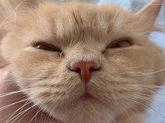 -瑞派动物医院·猫专科·至诚(江南中分院)