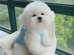 -翊宠yipet猫狗购宠庄园犬舍•猫舍