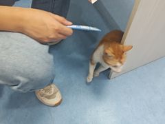 -博特宠物医院24h犬猫全科.骨科·异宠