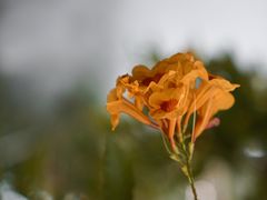-自由生长植物工作室(深港花卉中心店)