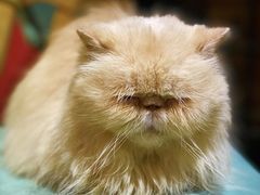 -猫色咖啡·猫咖
