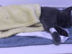 -关爱宠物医院·猫科中心·消化科(滨湖万达分院)