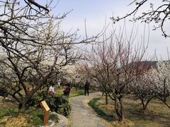 -香雪海