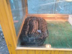 -上海大自然野生昆虫馆