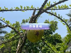 -中国科学院西双版纳热带植物园