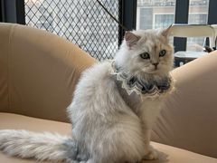 -怪兽屋·羊驼·猫咖·狗咖(俊华广场店)