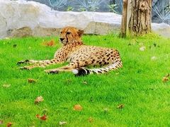 -北京野生动物园