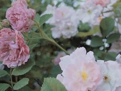 -观山湖公园