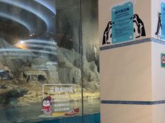 -帝企鹅自助餐厅•儿童岛•真企鹅(长隆企鹅酒店)