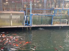 -东江湖游水三文鱼美食城