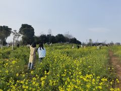 -九龙湖公园
