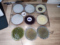 -来壹打钵仔糕(深圳文和友店)