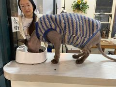 -猫小院猫主题餐厅(南锣旗舰店)