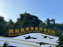 -西双版纳原始森林公园