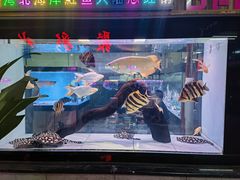 -中环花鸟鱼虫市场
