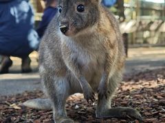 -费瑟代尔野生动物园